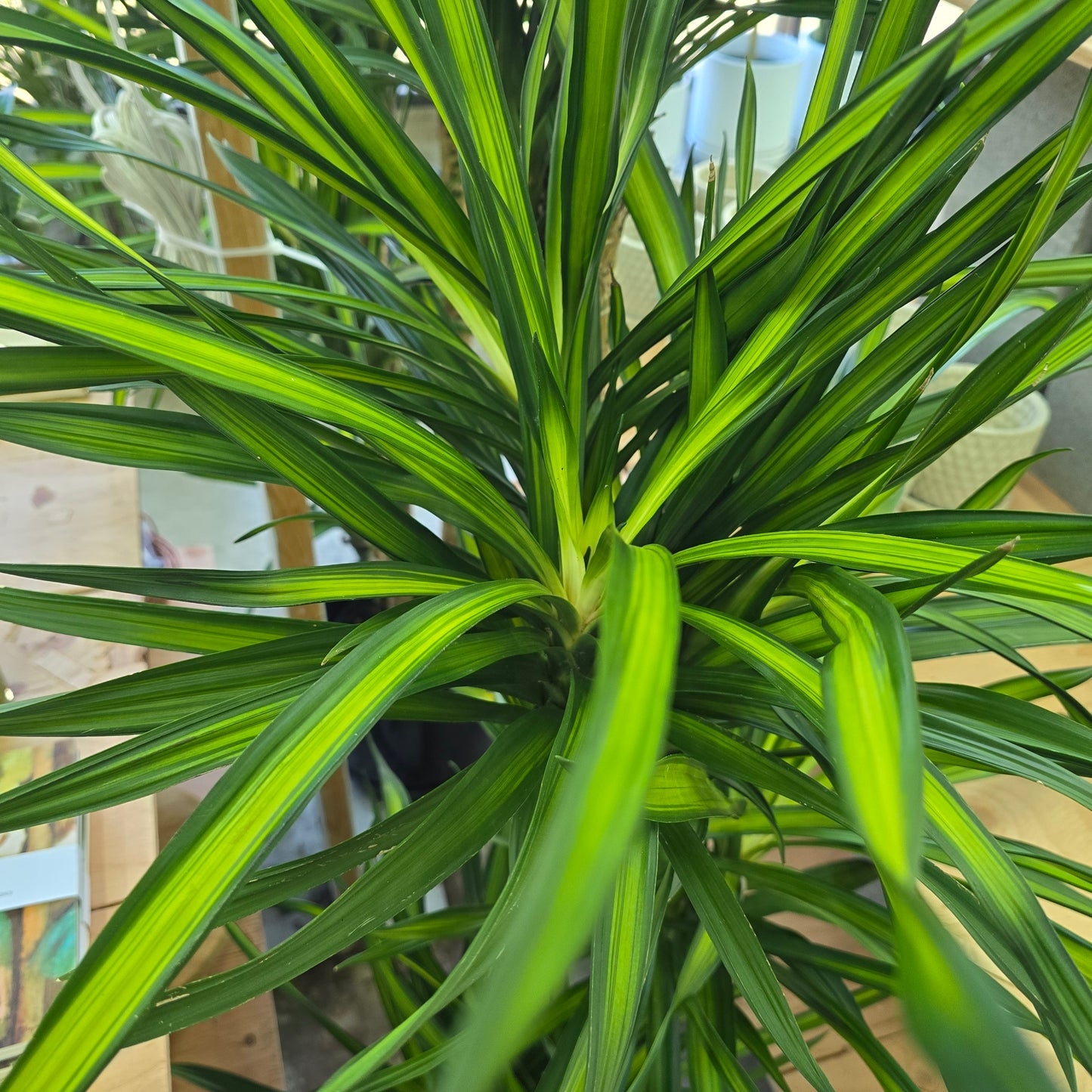 Dracaena frag. 'Randy' -  c/b cane - 10"