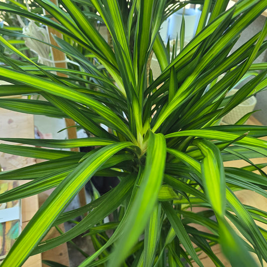 Dracaena frag. 'Randy' -  c/b cane - 10"