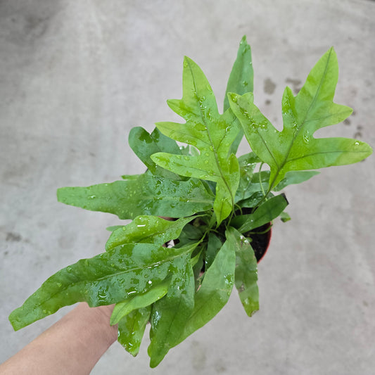 Microsorum grossum 'Laua'e' - 4"