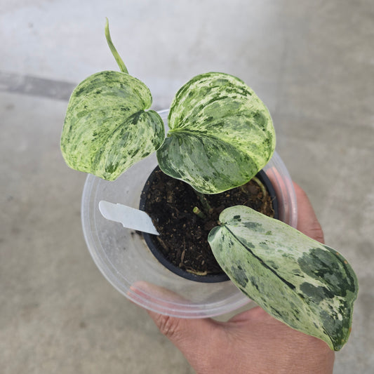 Scindapsus pictus 'Peasun' - 3"