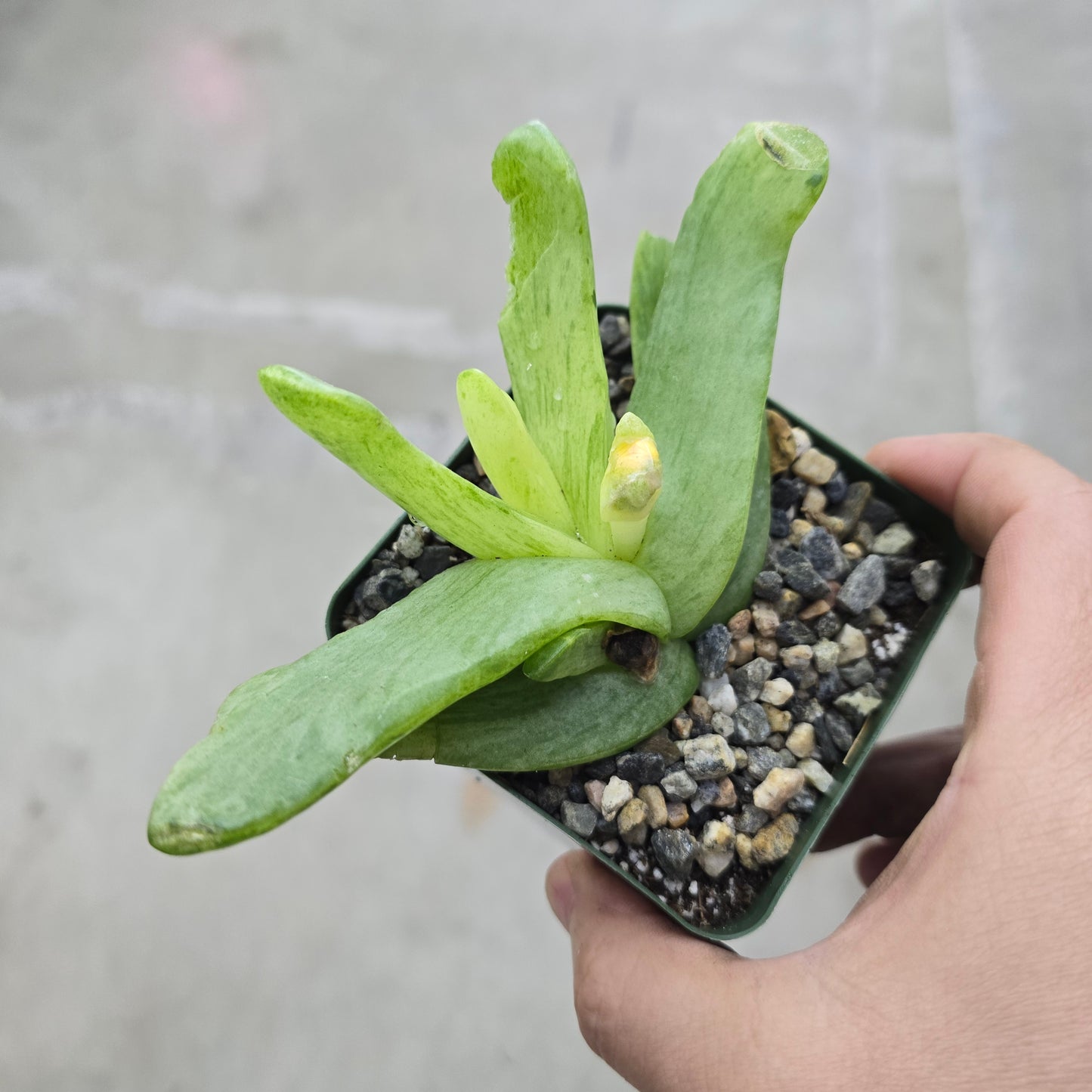 Glottiphyllum pygmaeum var. variegata - 4"