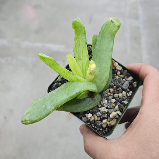 Glottiphyllum pygmaeum var. variegata - 4"