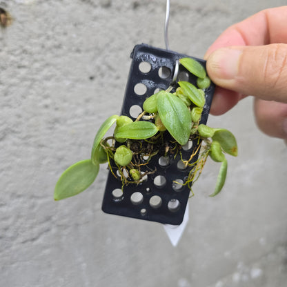 Bulbophyllum cambodianum