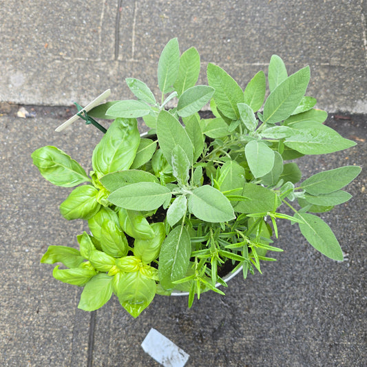 Herb Planter - 8"