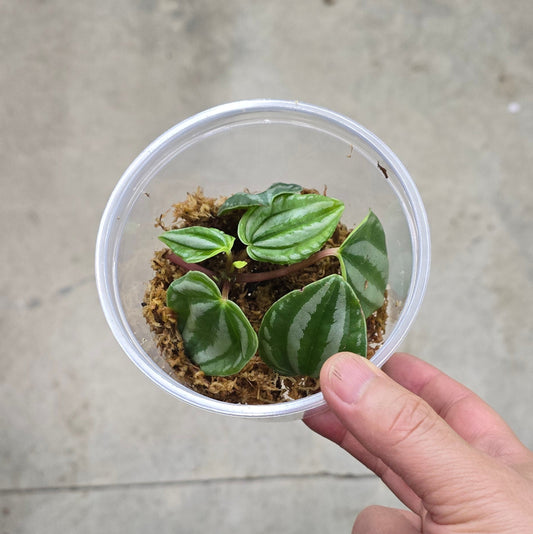 Peperomia verschaffeltii - cuttings