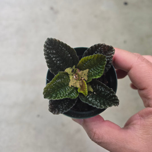 Pilea spruceana - 2.5"