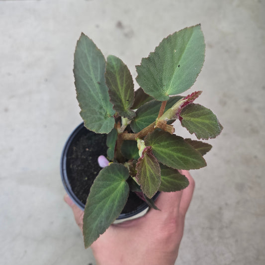 Begonia 'Brazilian Lady' - 4.33"