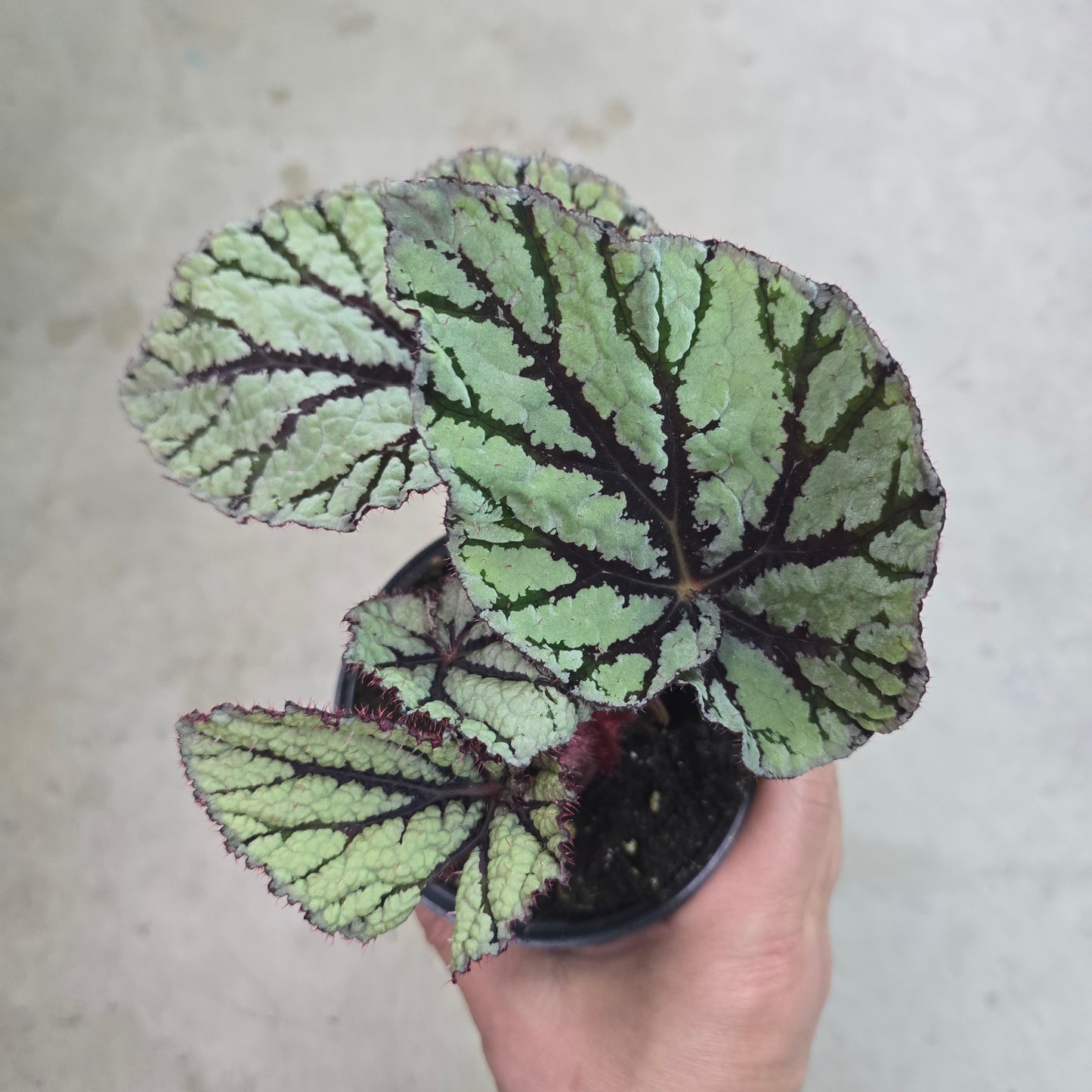 Begonia rex 'Fedor' - 4.33"
