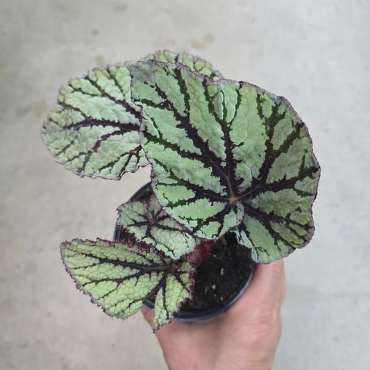 Begonia rex 'Fedor' - 4.33"