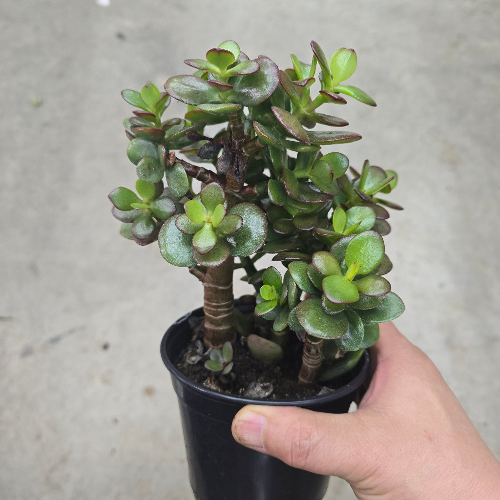 Crassula ovata 'Minima' - 4" (promo)