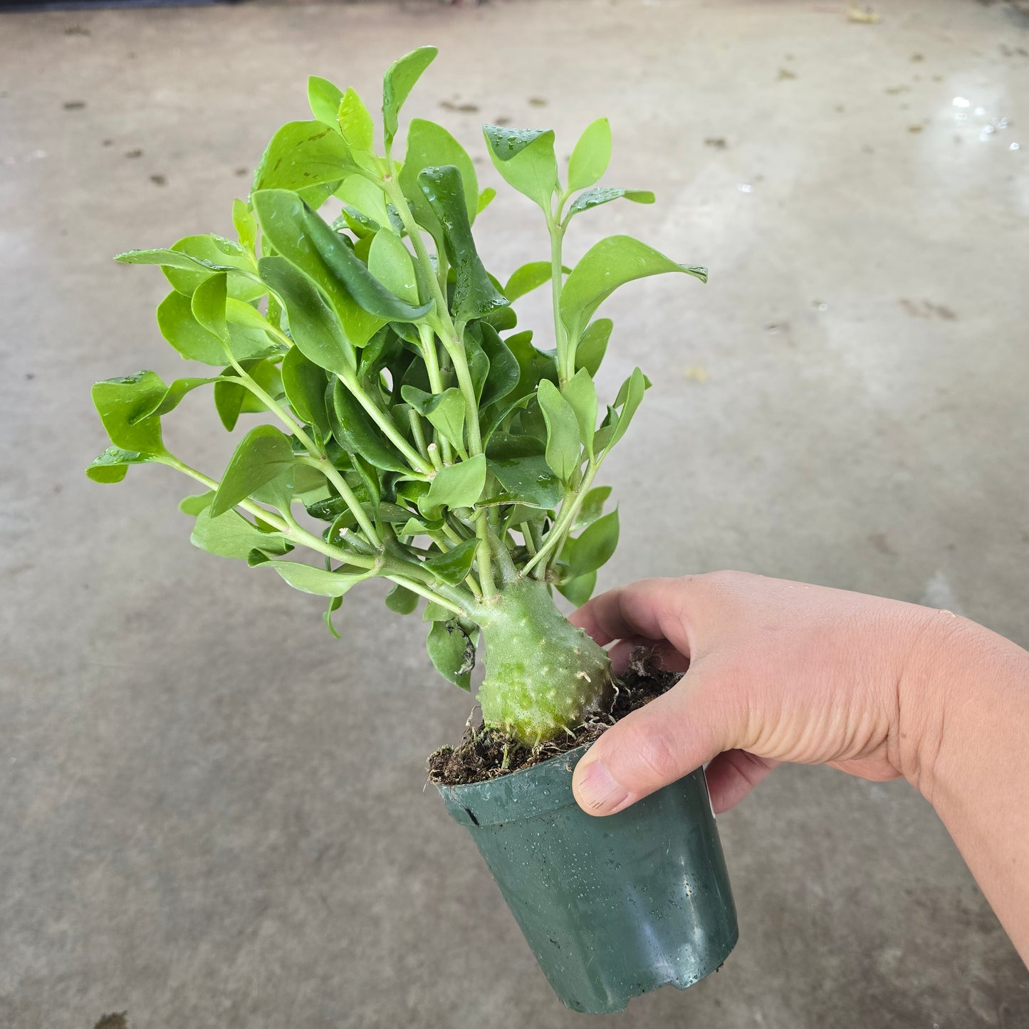 Hydnophytum papuanum - 4"