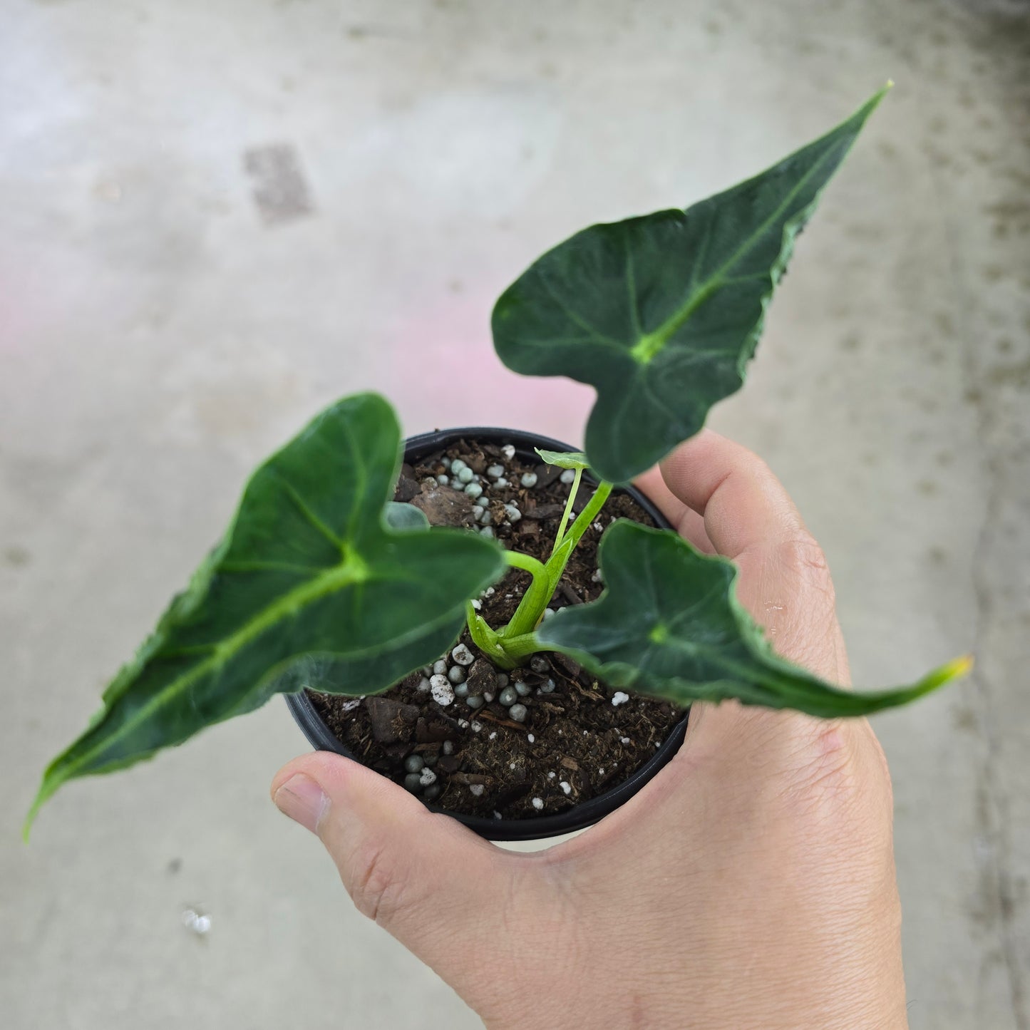 Alocasia frydek 'Tattooed' - 4"
