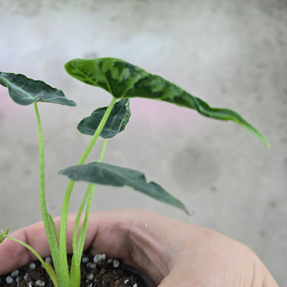 Alocasia frydek 'Tattooed' - 4"