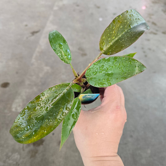 Philodendron Sayaka - 2"