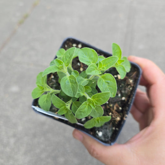 Oregano 'Greek' - 3.5"
