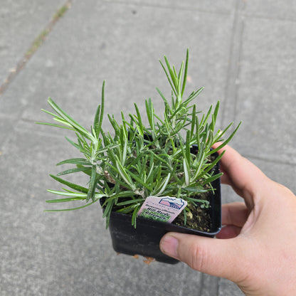 Rosemary 'Hill Hardy' - 3.5"