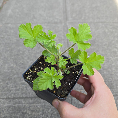 Scented Geranium - Old Fashion Roses
