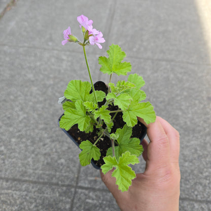 Scented Geranium - Lemon