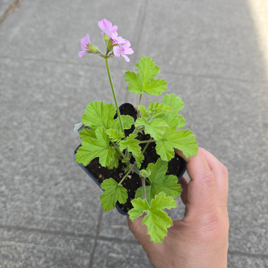 Scented Geranium - Lemon