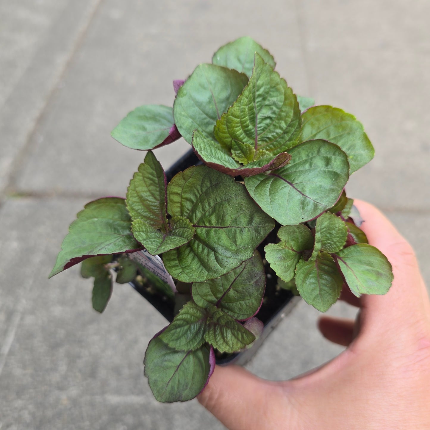 Perilla Shiso - 3.5"