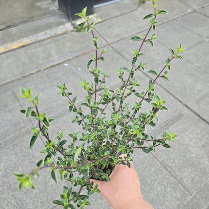 Serissa foetida - 4"