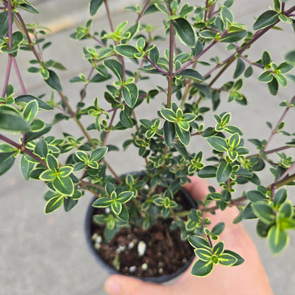 Serissa foetida - 4"