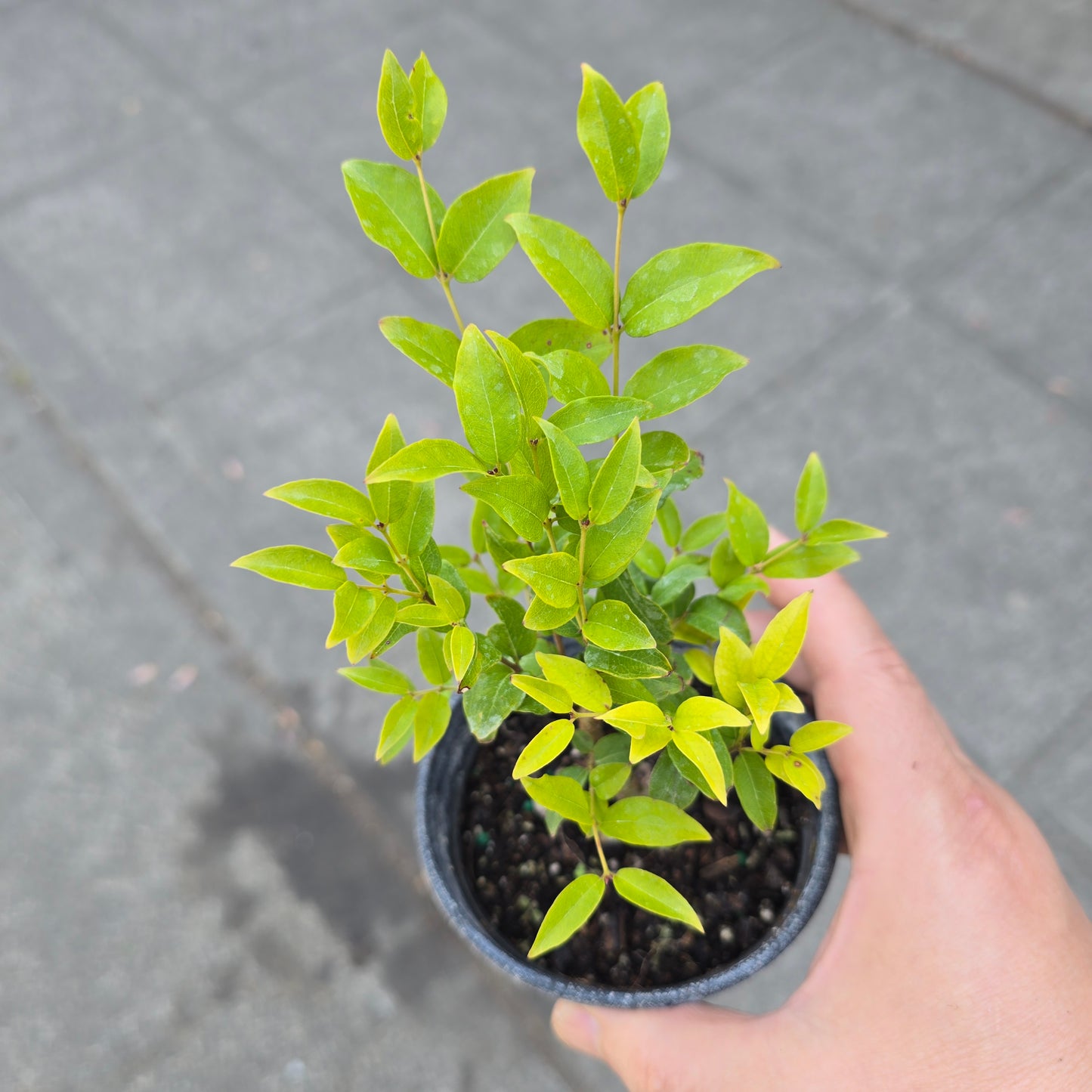 Myrciaria cauliflora - 4"
