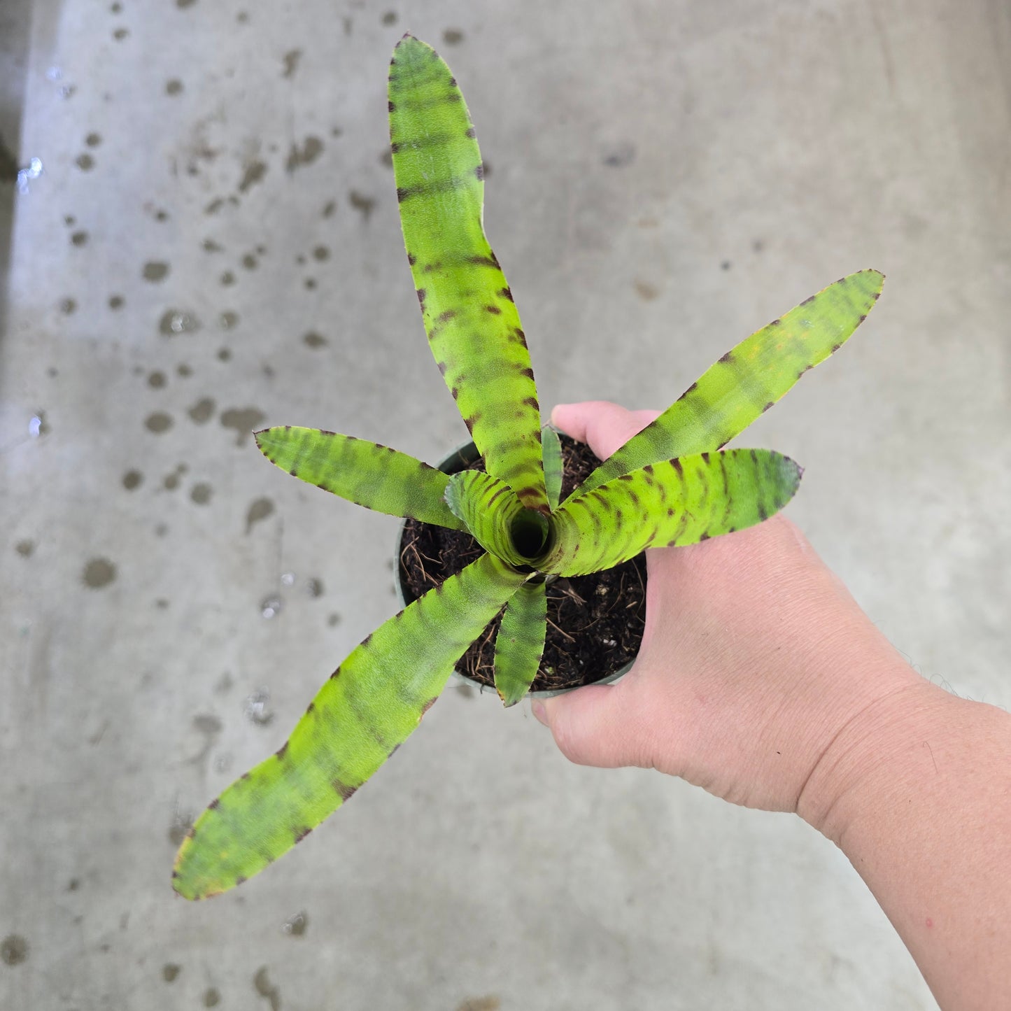 Neoregelia 'Little Tiger' - 4"