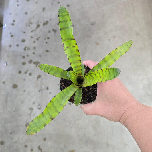 Neoregelia 'Little Tiger' - 4"