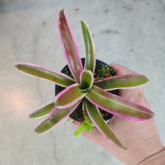 Bromeliad Neoregelia Donger - 4"