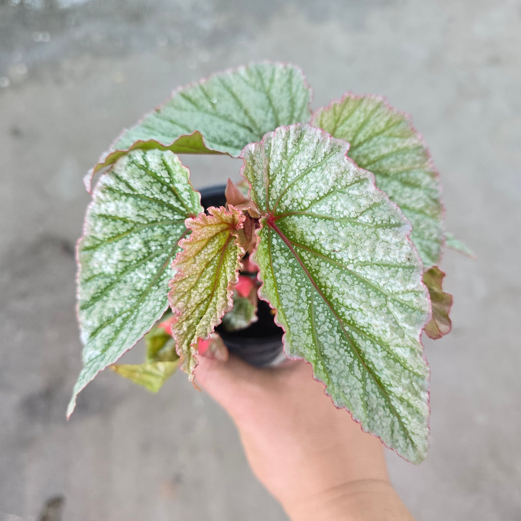 Begonia angelwing 'Frostie' - 4"