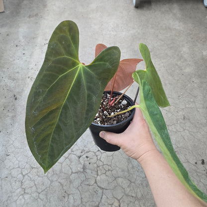 Anthurium 'World War' - 5"