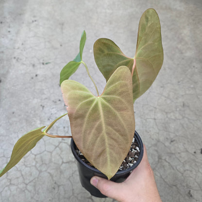 Anthurium 'World War' - 5"