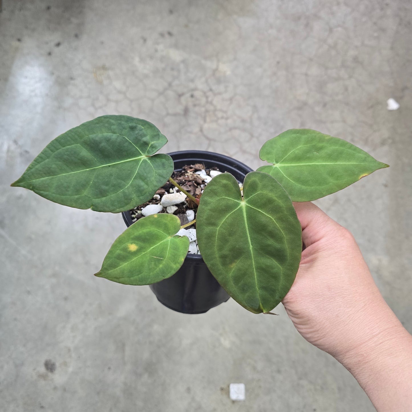 Anthurium Goliath x Ree Pap - 5"