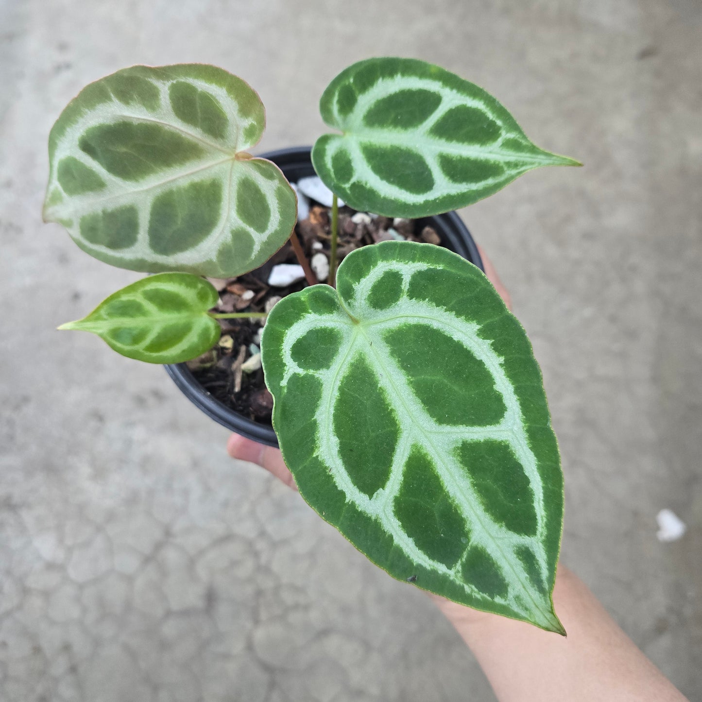 Anthurium Crystal Hope x Magnificum - 5"