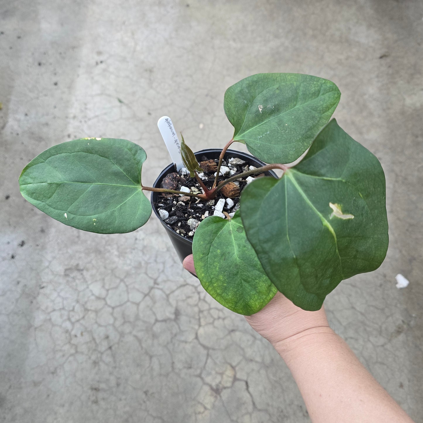 Anthurium 'Ace of Spades' x 'Dorito' - 5"