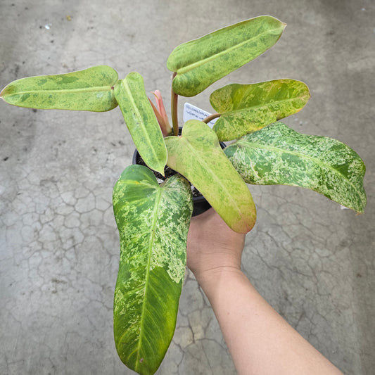 Philodendron 'Whipple Way Mint' - 6"