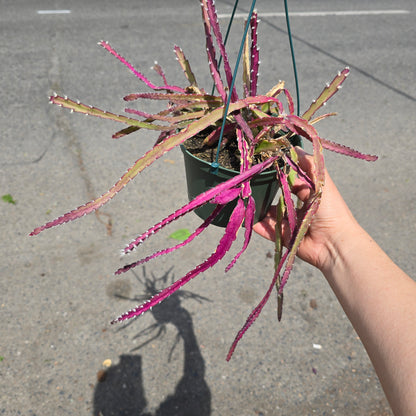 Lepismium cruciforme - 6" (rescue)
