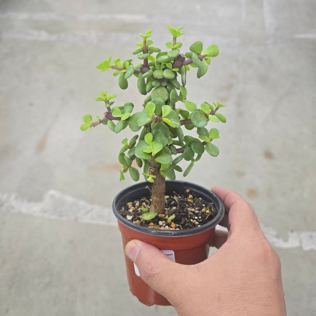 Portulacaria afra - standard 4"
