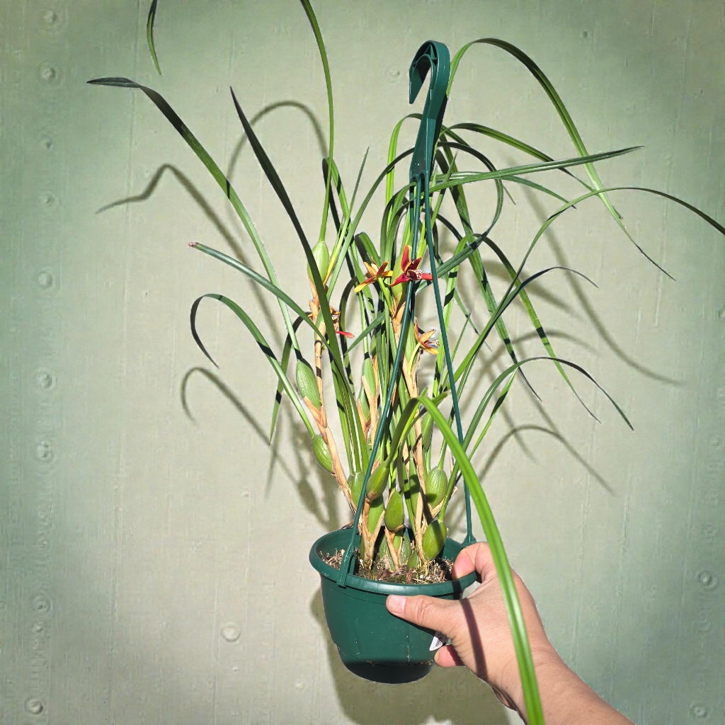 Maxillaria tenuifolia - HB 6"