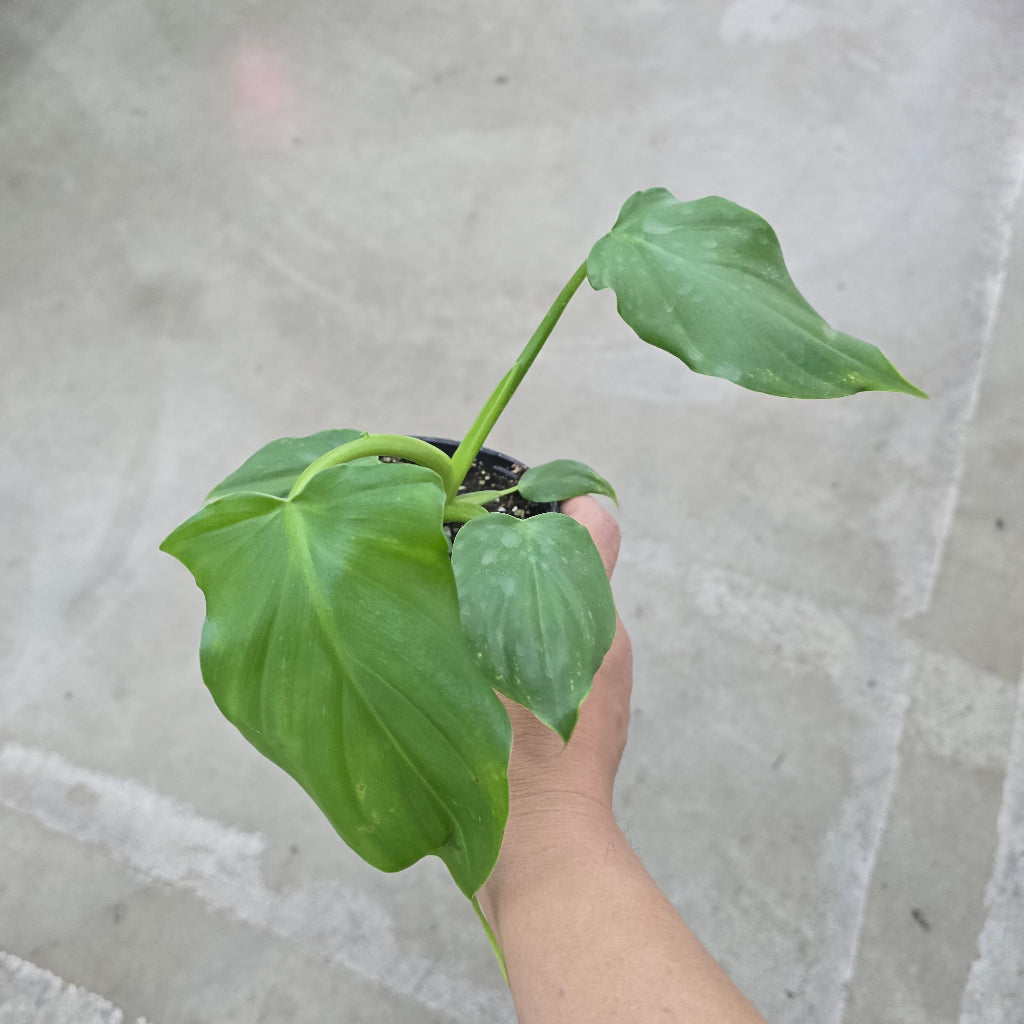 Philodendron applanatum G.M. Barroso - 4"