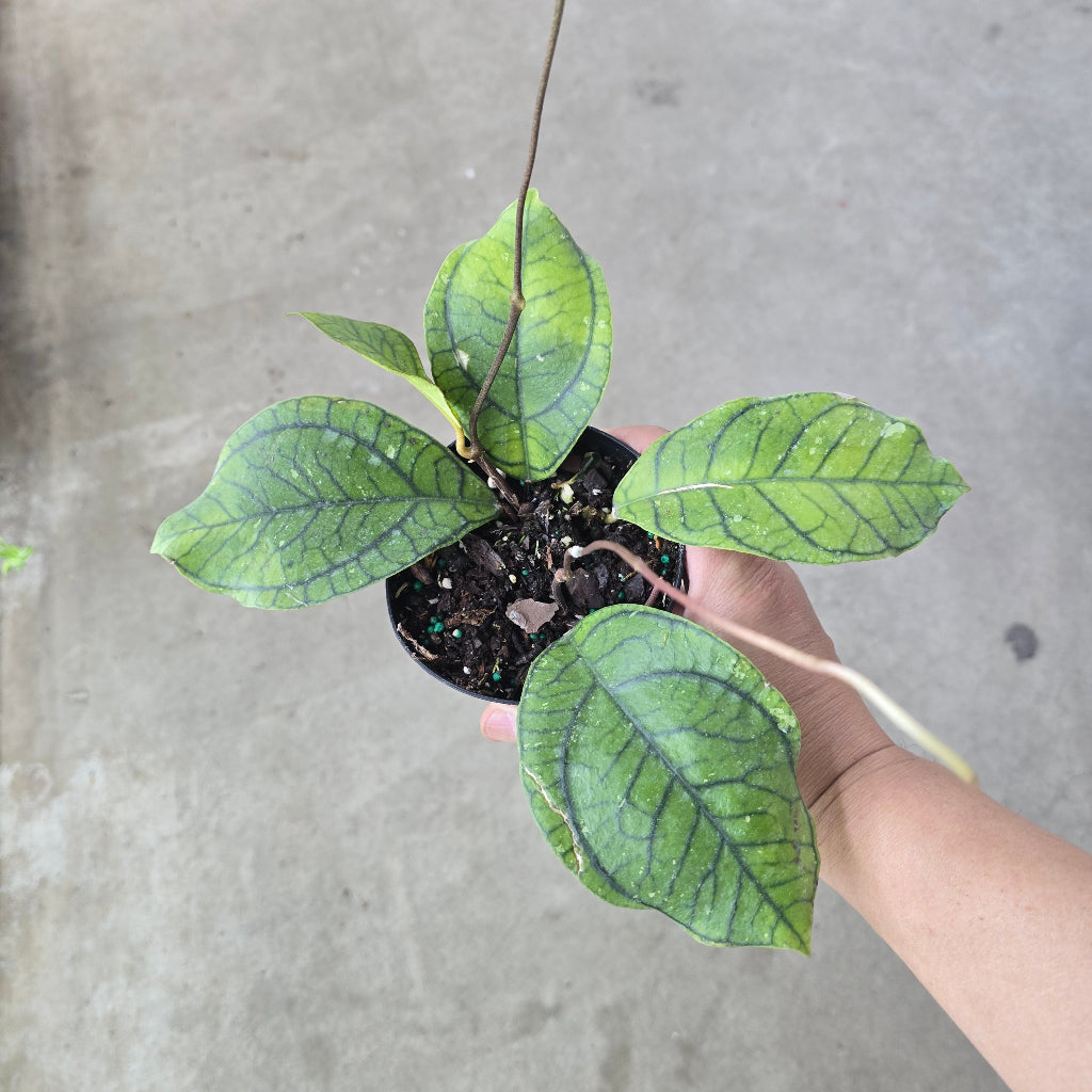 Hoya callistophylla 'Vena' - 4"