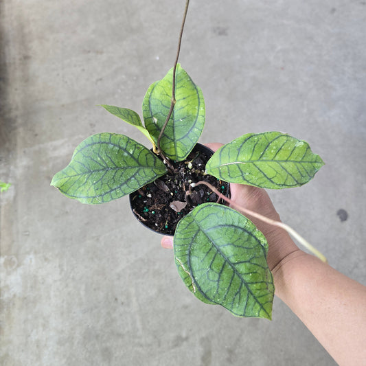 Hoya callistophylla 'Vena' - 4"