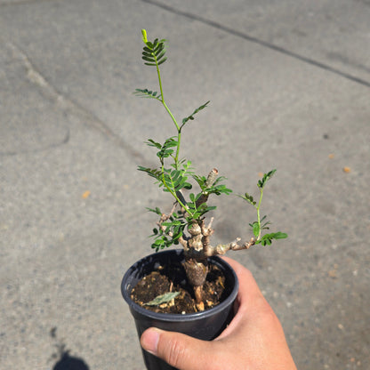Senna meridionalis (R. Vig.) Du Puy