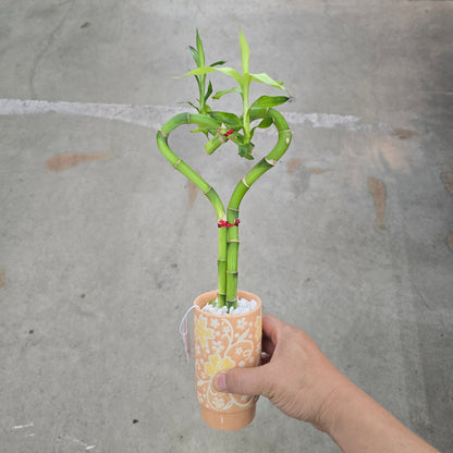 Dracaena sanderiana -  Heart w/ Ceramic Pot 3"