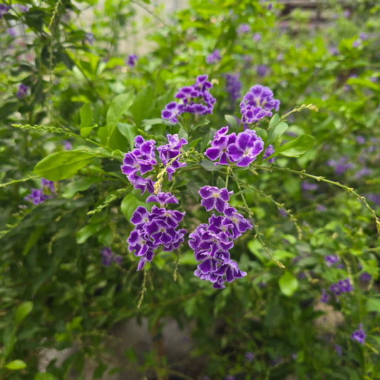 Duranta erecta 'Sapphire Showers' - standard 10"