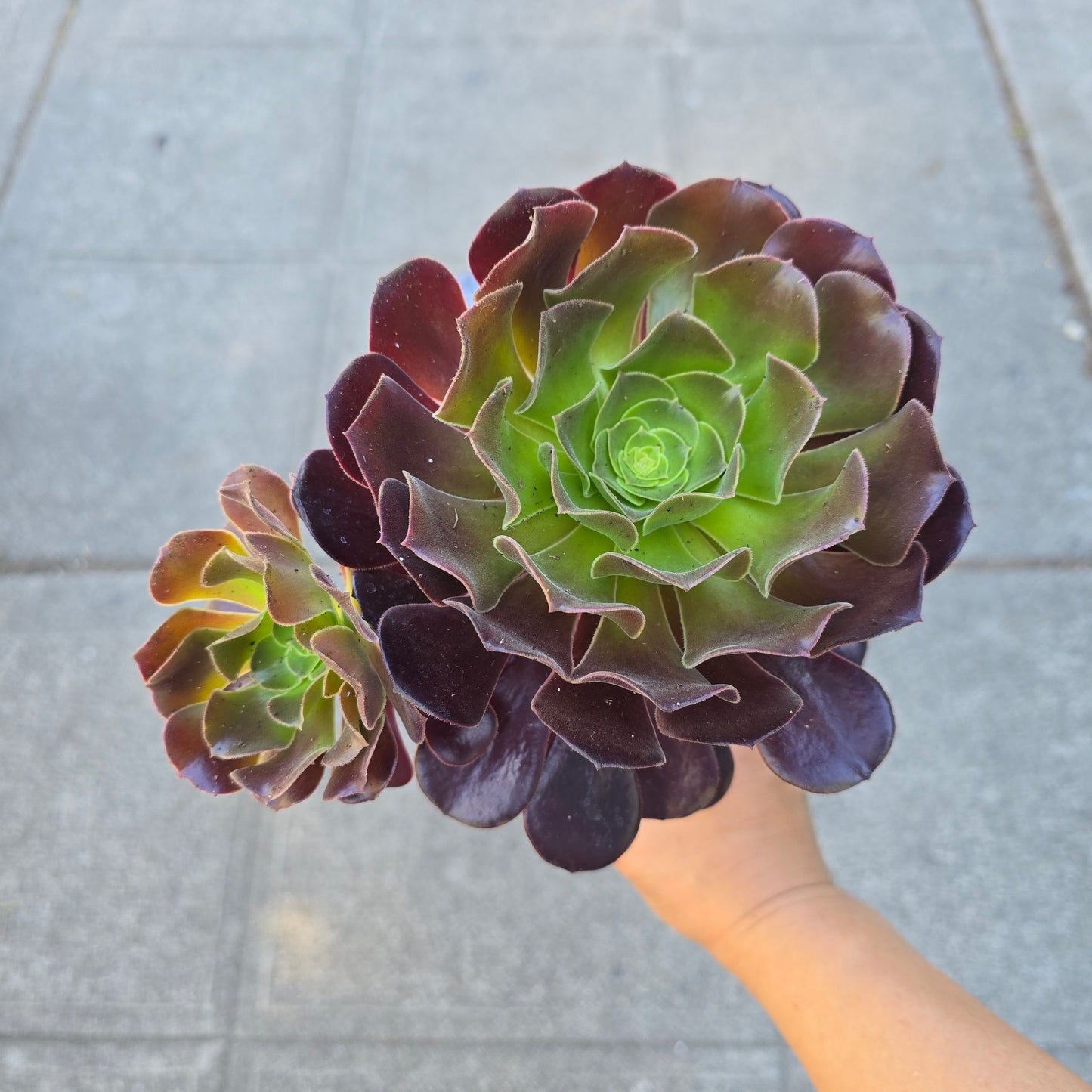 Aeonium arboreum 'schwarzkopf' - 4"