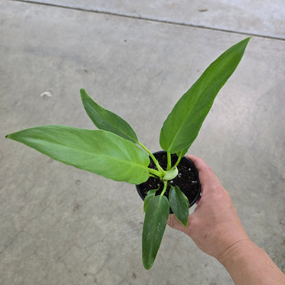 Philodendron pinnatifidum 'Olympiad' - 4"