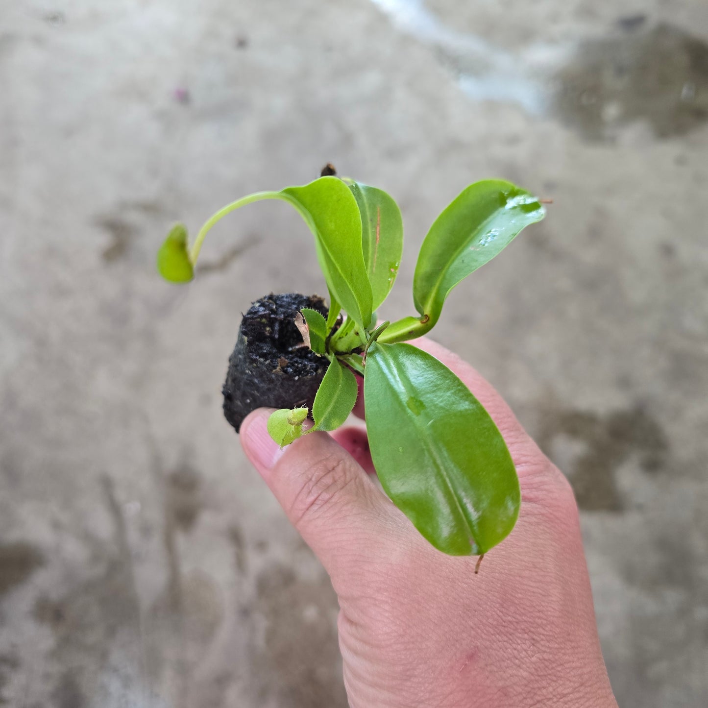 Nepenthes alata - plug