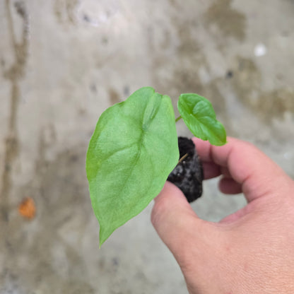 Alocasia heterophylla - 2"